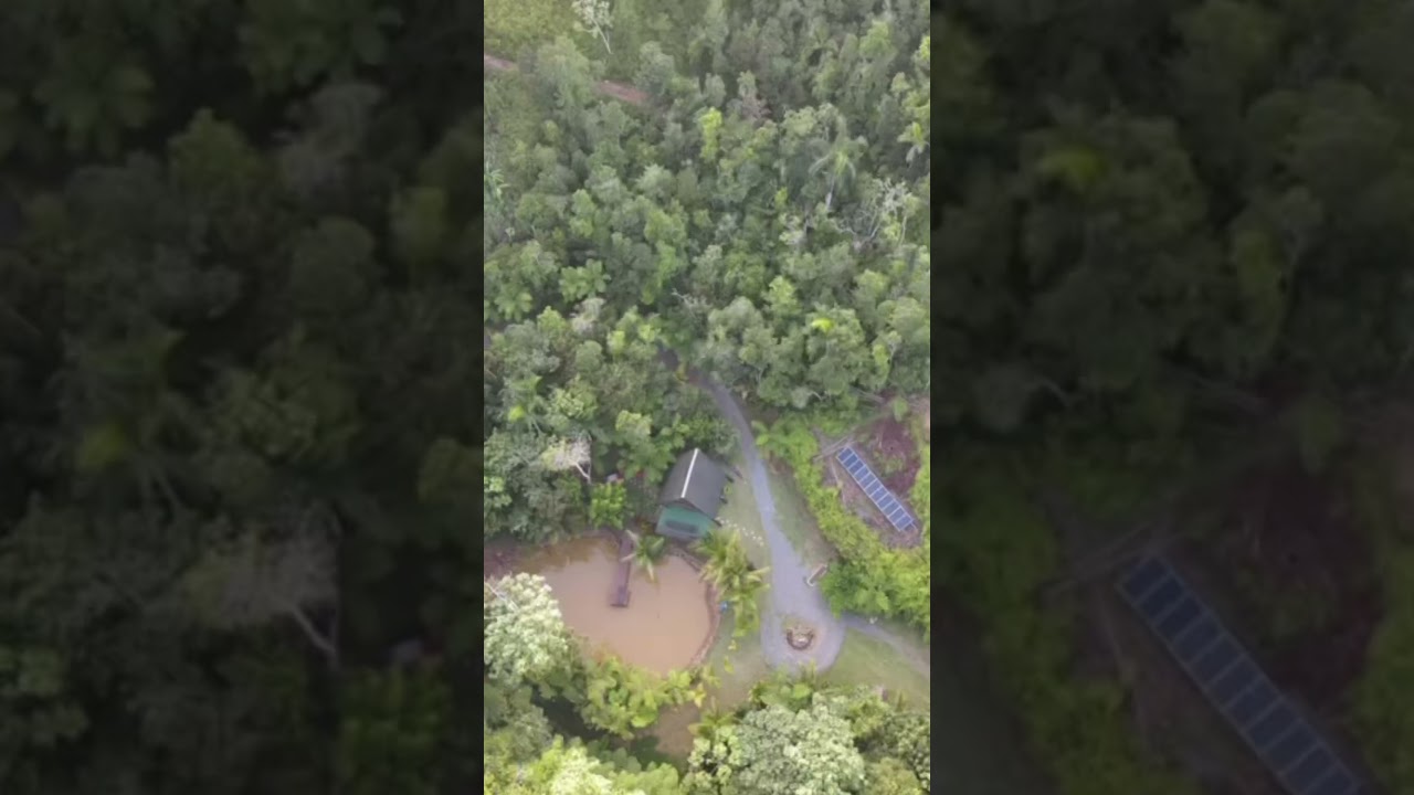 Video: los pavos reales