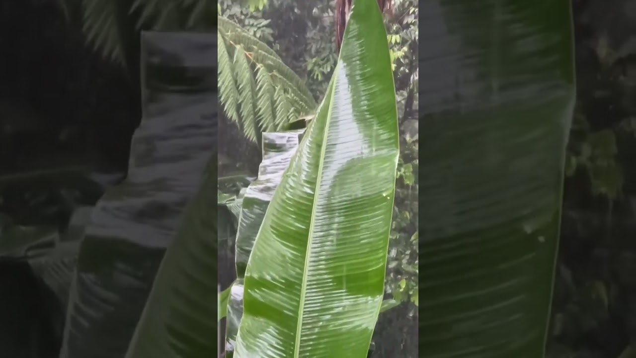 Video: un día de lluvia en el bosque