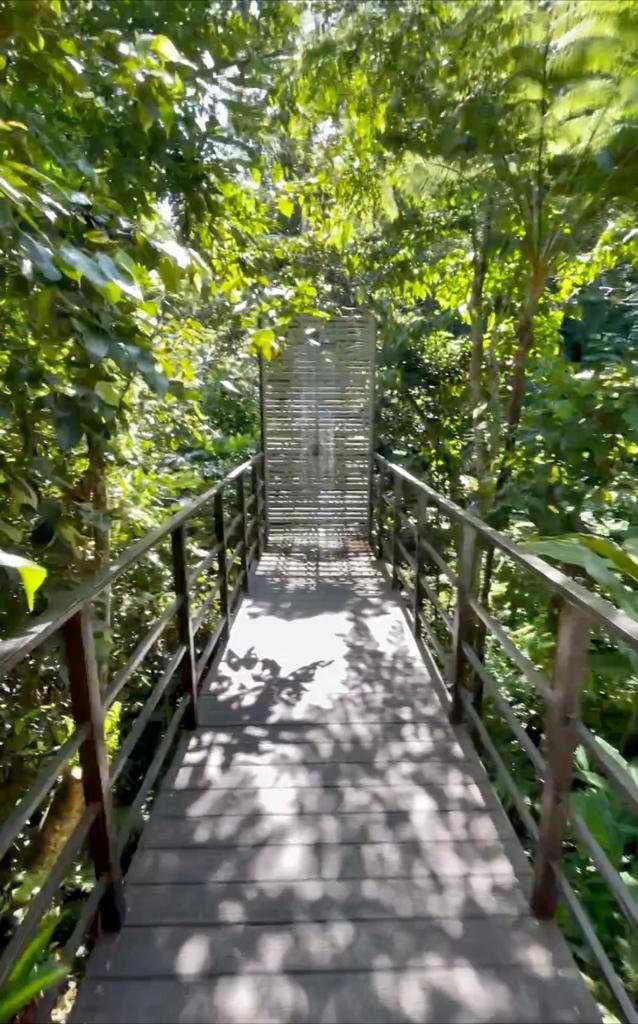 Pasarela de madera por el bosque