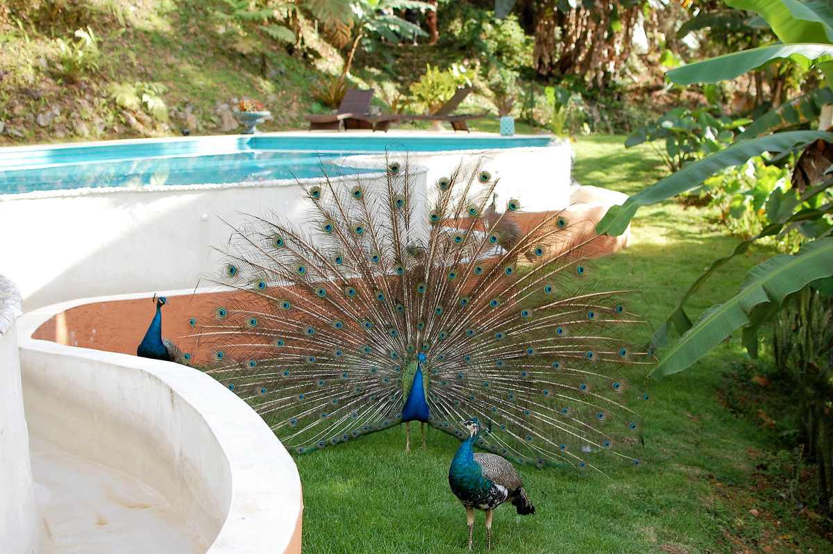 Pavo real en despliegue junto a la piscina